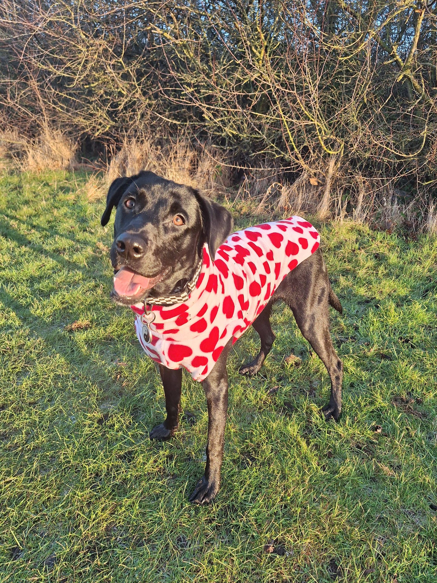 Small Dog Tankie Fleece