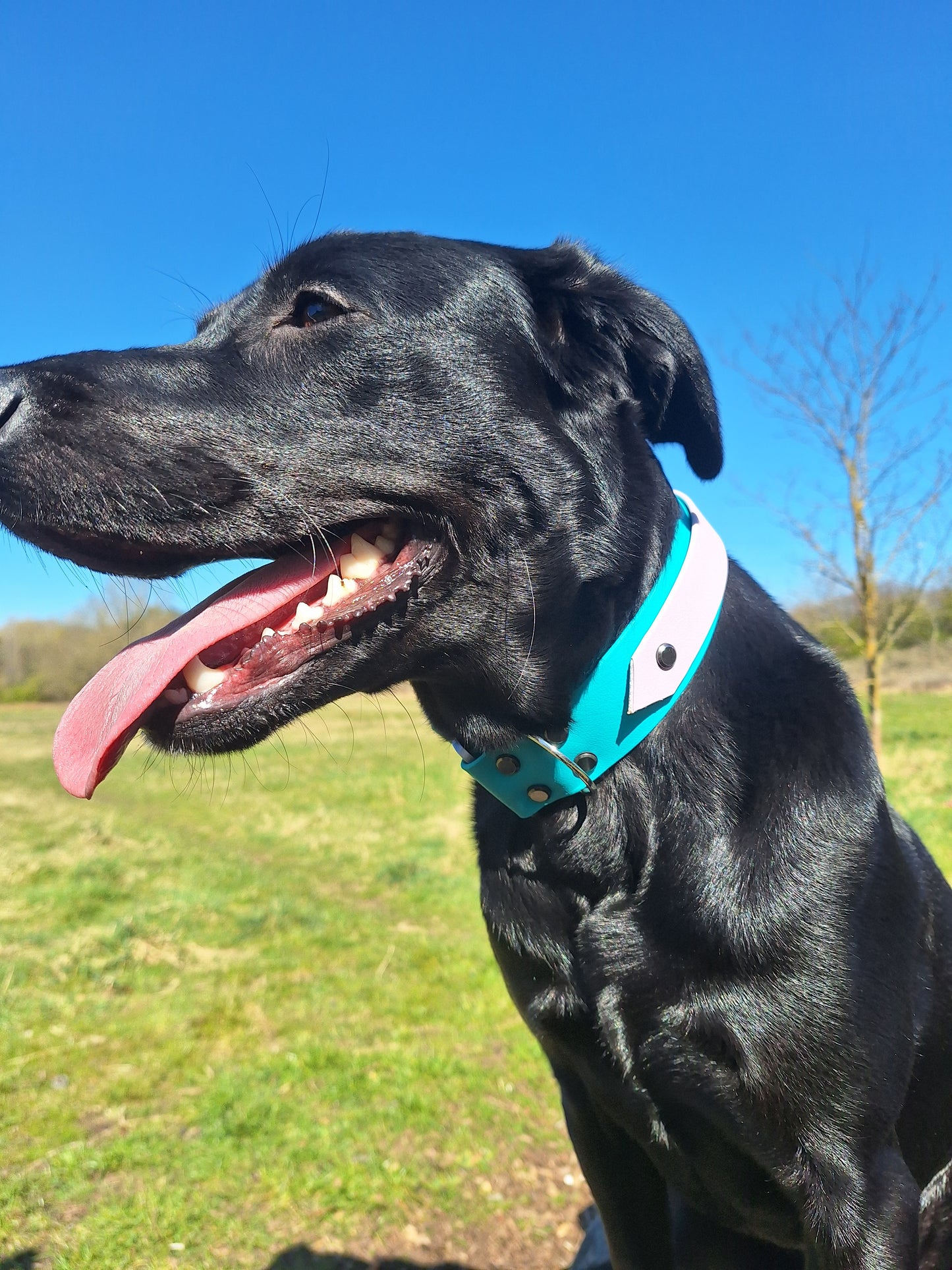 38MM 2 Layer Biothane Collar