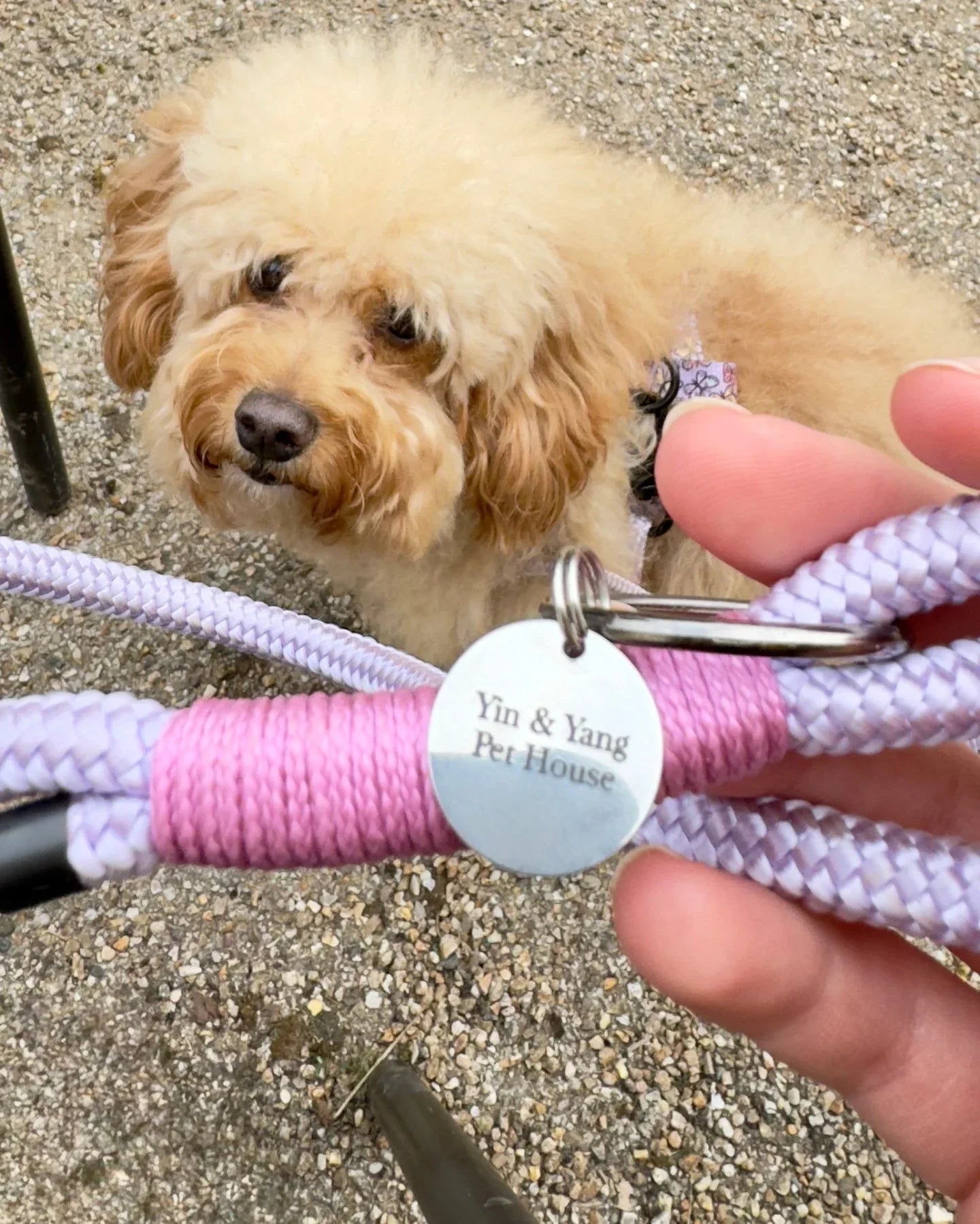 Dog Gear & Accessories