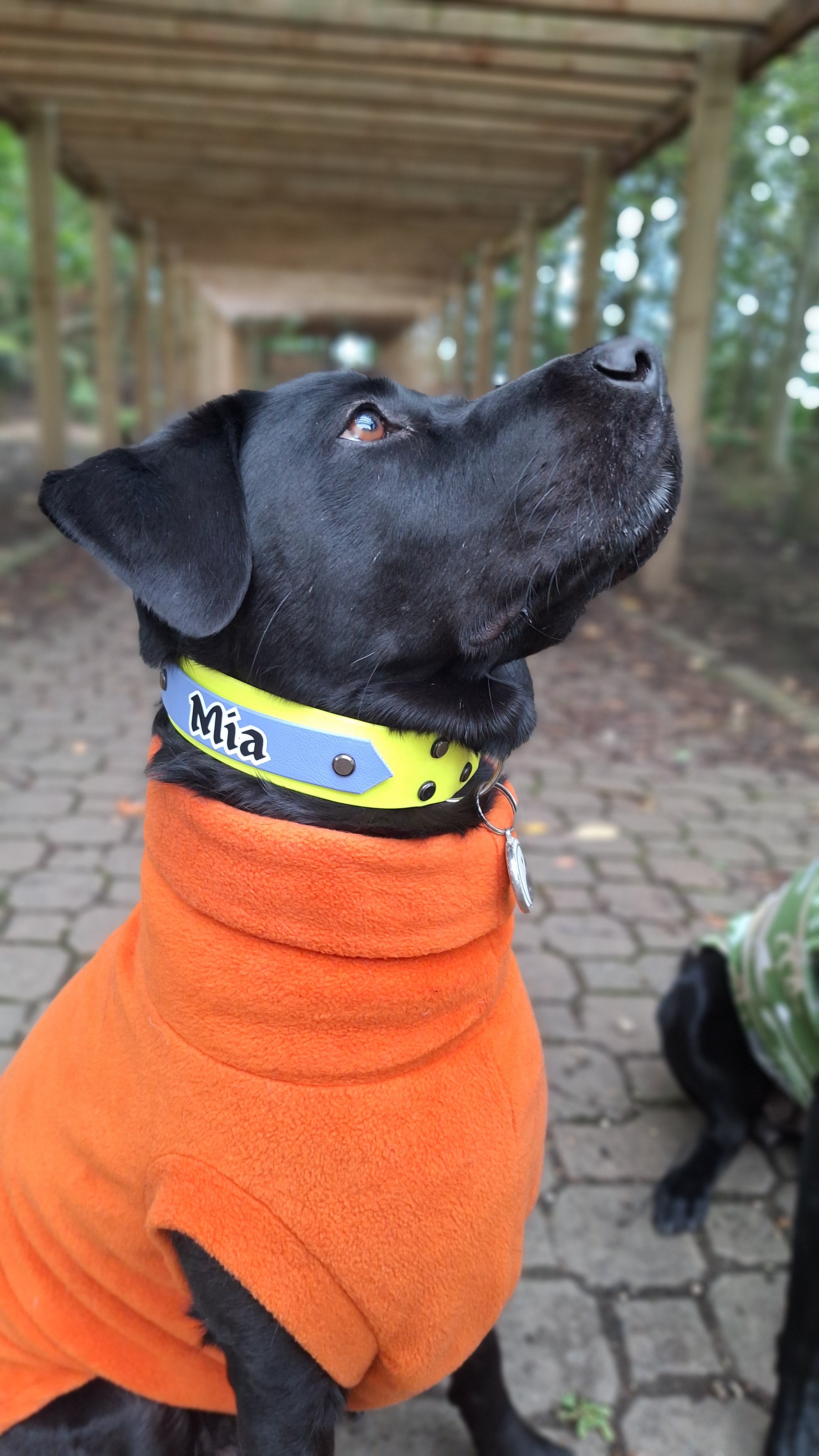 Personalised Name Biothane Collar Addon