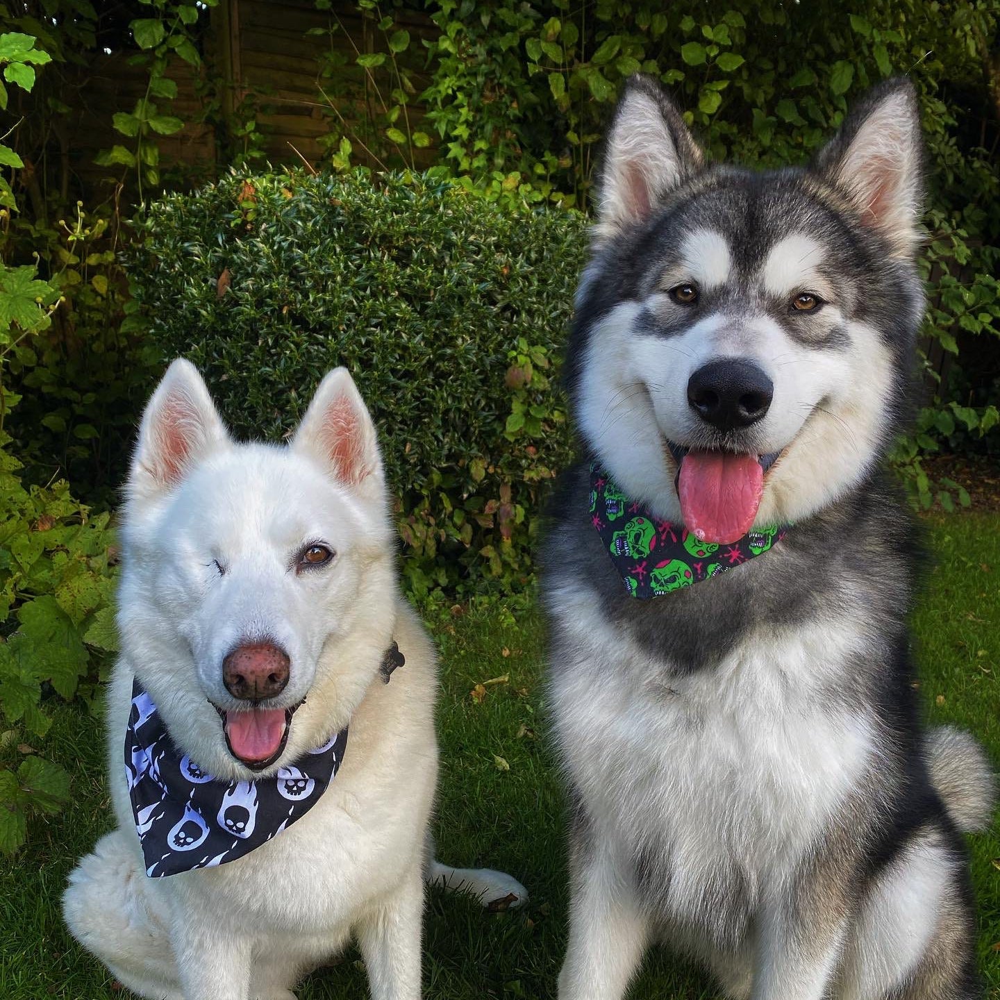 White Flaming Skulls Bandana
