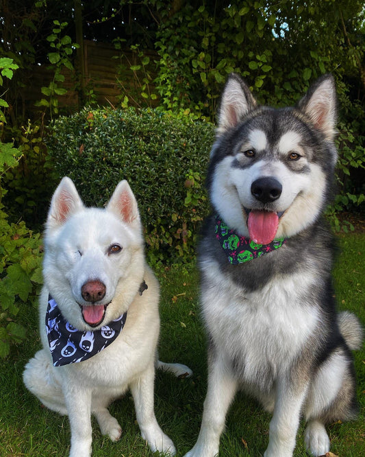 Flaming Skulls Bandana