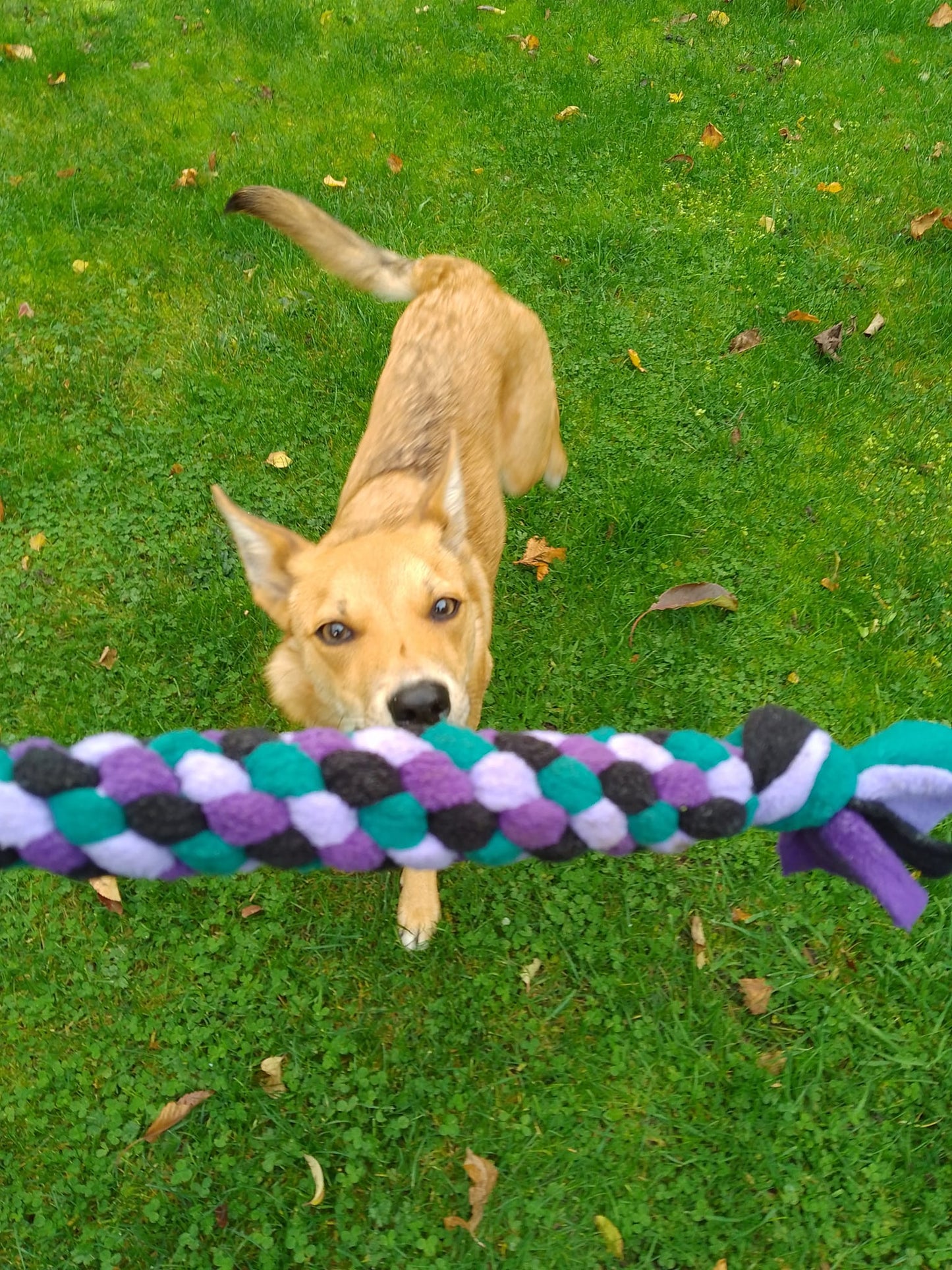 Medium Fleece Tug Toy