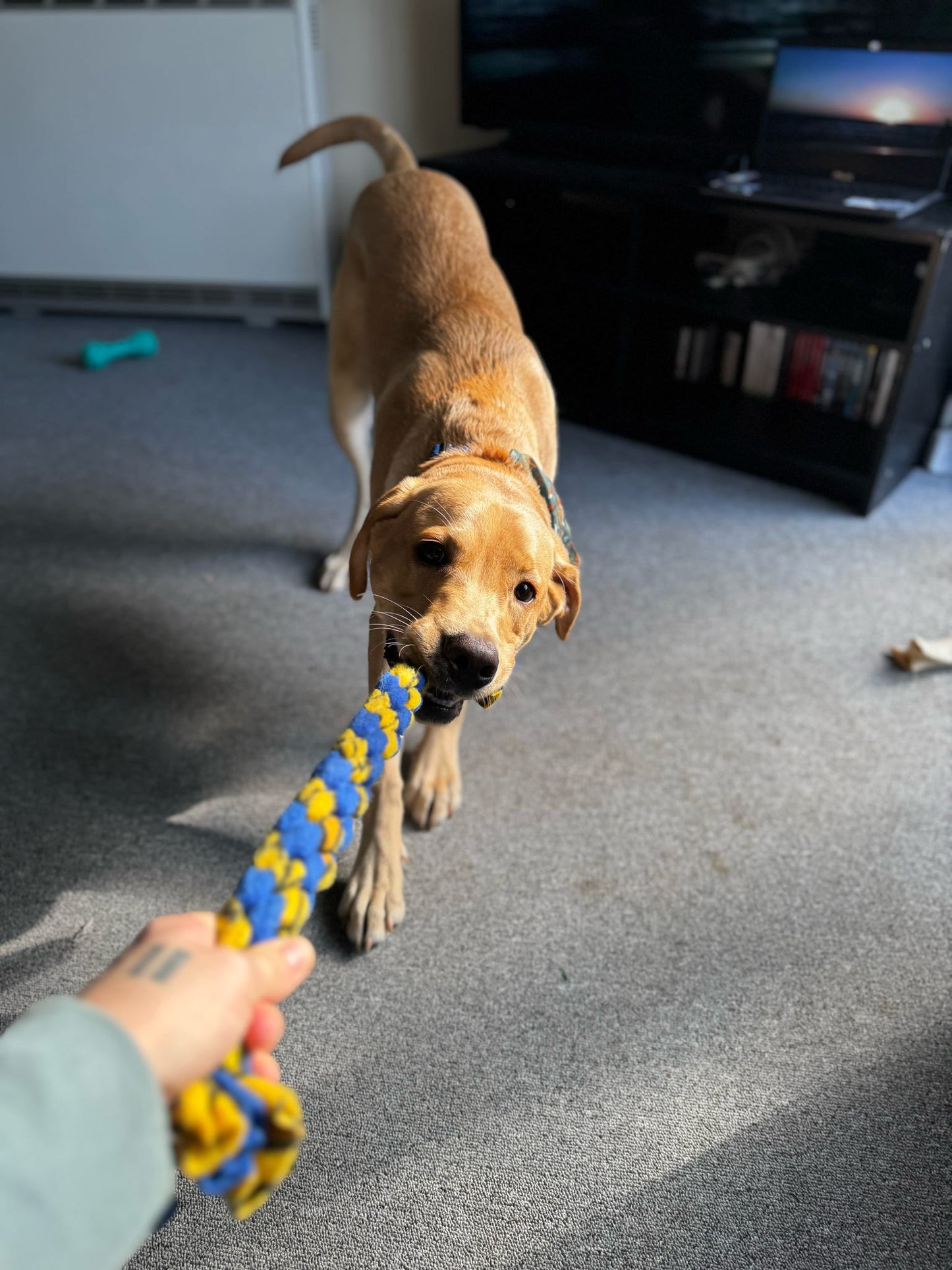 Medium Fleece Tug Toy