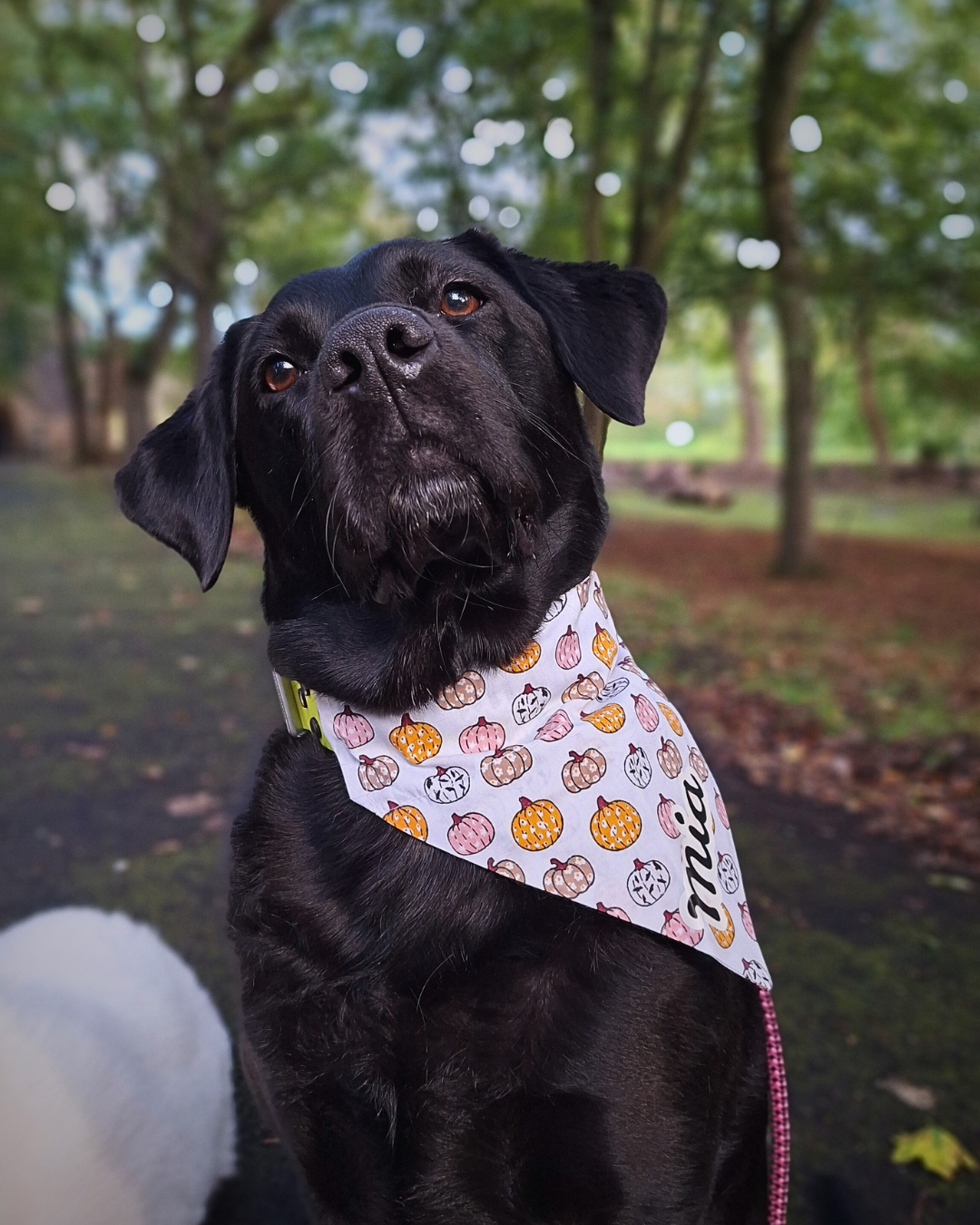 Werewolf In Training Bandana