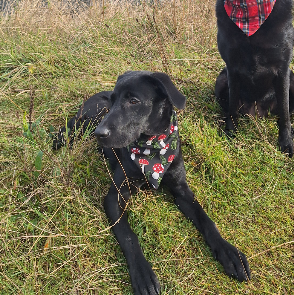 Mushroom Forrest Bandana